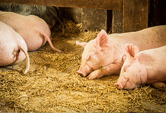 畜産・農業・漁業